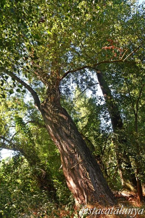 Montoliu de Lleida - Los Patamolls 