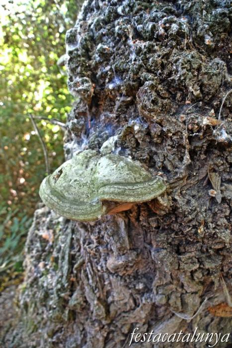 Montoliu de Lleida - Los Patamolls  