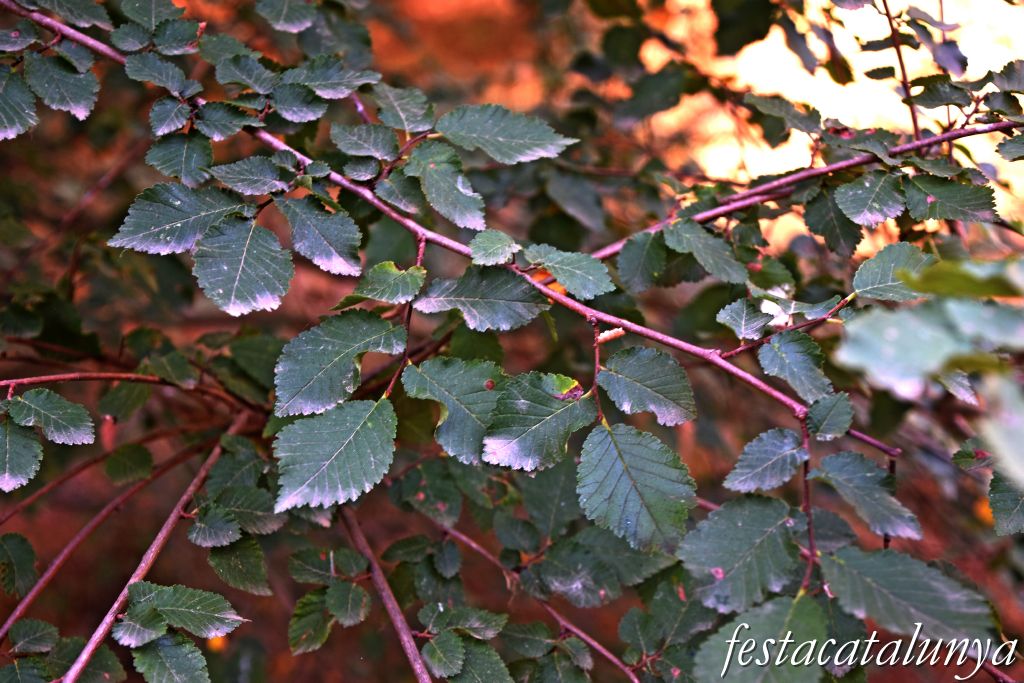 Montoliu de Lleida - Los Patamolls 