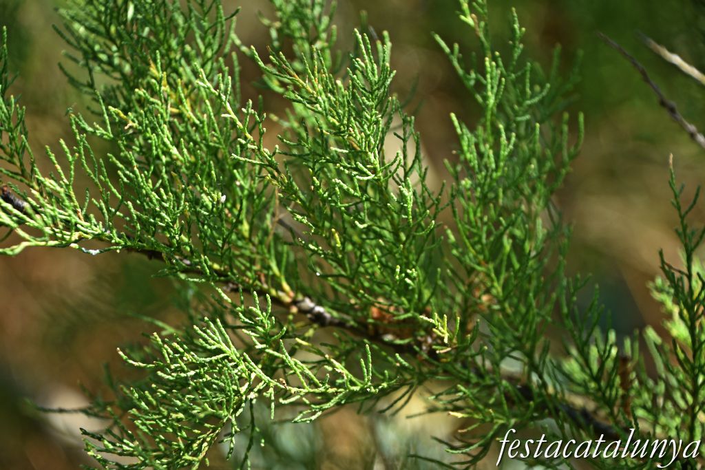 Montoliu de Lleida - Los Patamolls  