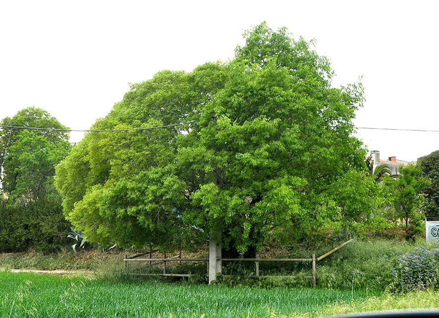 Arbres monumentals de les Franqueses del Vallès