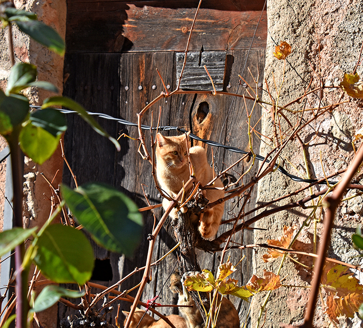 Farena a Mont-ral ***