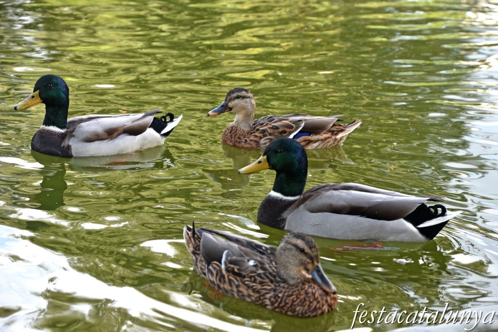 Sant Vicenç de Montalt - Parc municipal dels Germans Gabrielistes  
