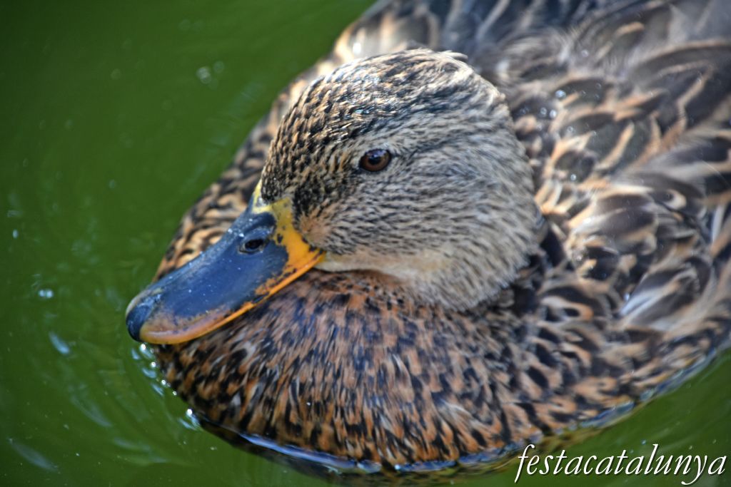 Sant Vicenç de Montalt - Parc municipal dels Germans Gabrielistes 