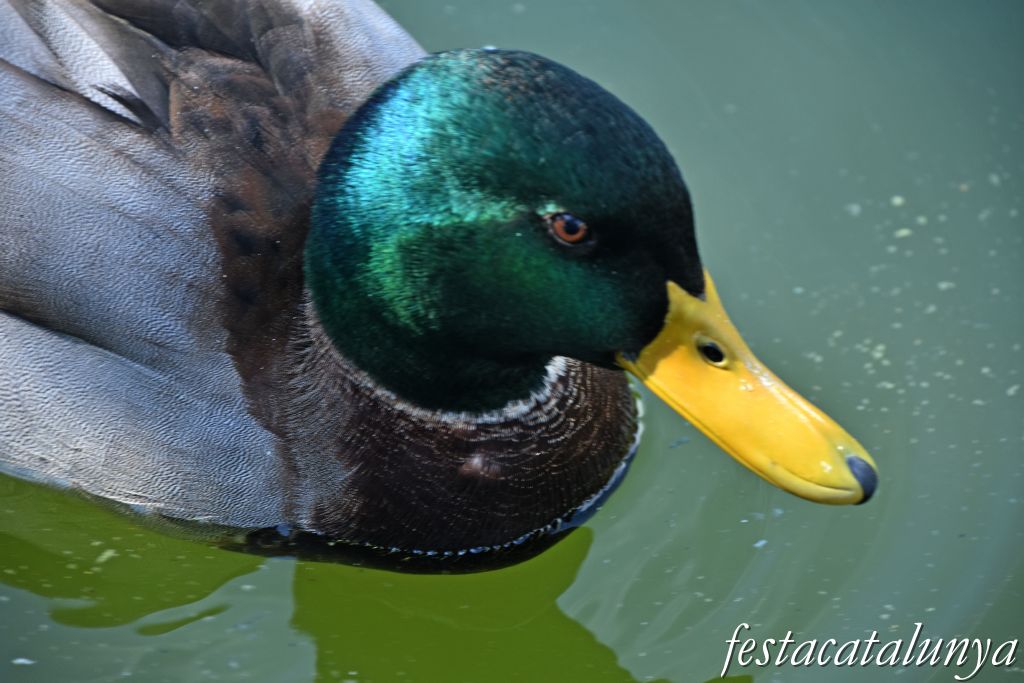 Sant Vicenç de Montalt - Parc municipal dels Germans Gabrielistes  