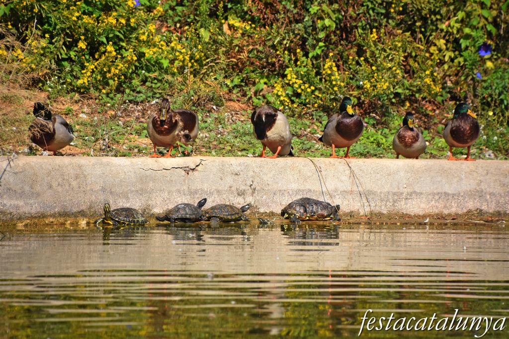 Sant Vicenç de Montalt - Parc municipal dels Germans Gabrielistes  
