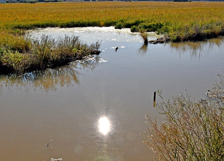 Les Basses d'en Coll de Pals