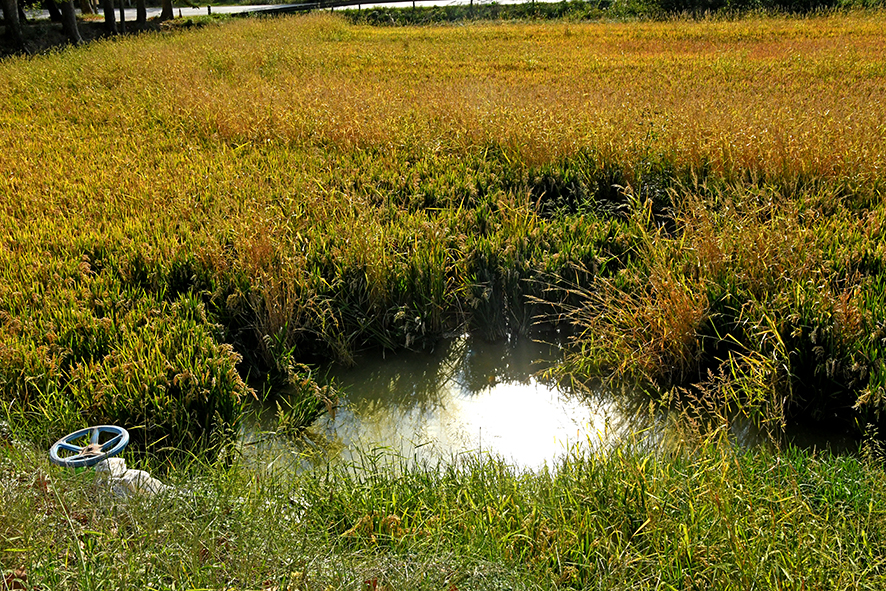 Molí de Pals i arrossars ***