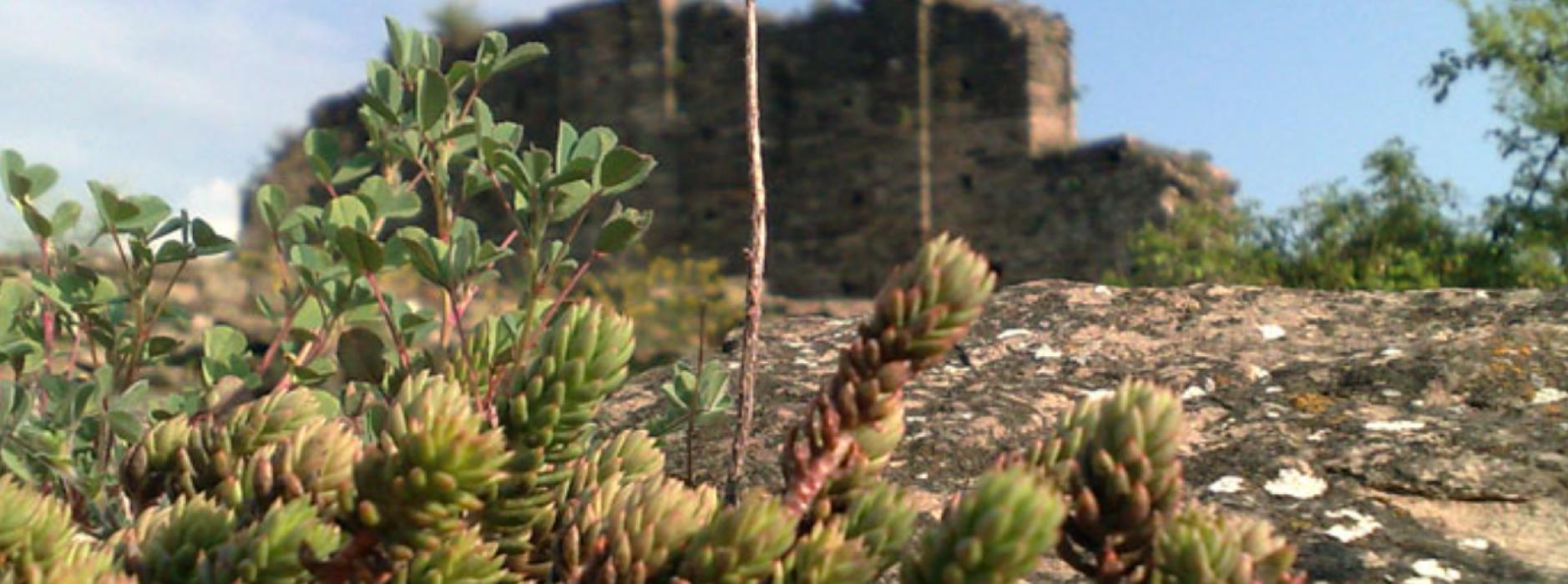 Museu Arqueològic de l'Esquerda a Roda de Ter
