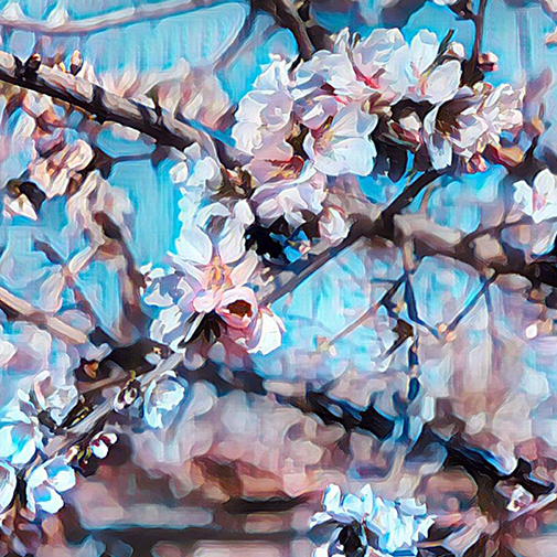 Castelldans entre ametllers florits