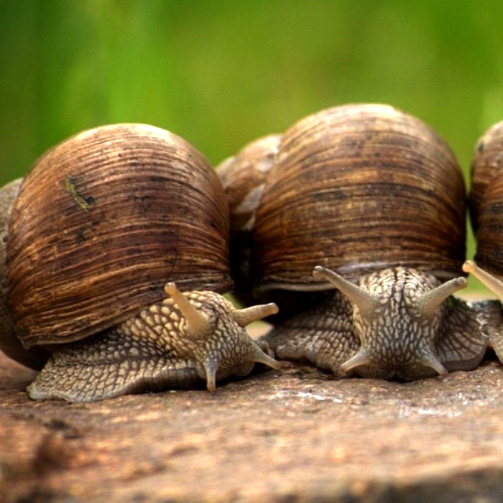 Firalbi, Fira dels Caragols a l'Albi