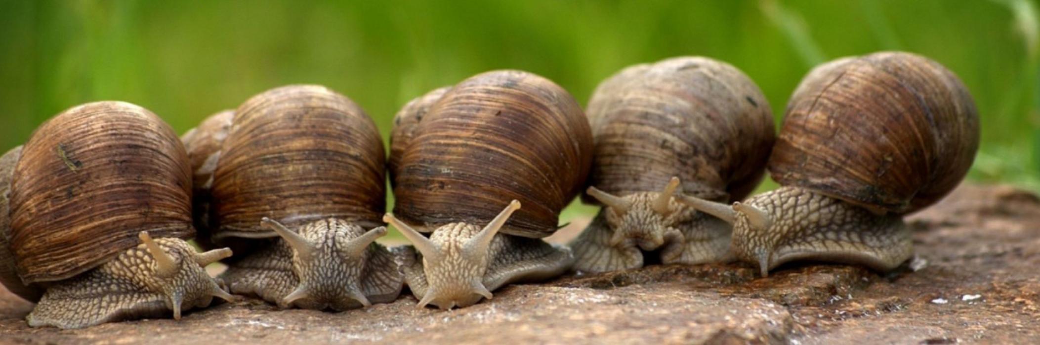 Firalbi, Fira dels Caragols a l'Albi