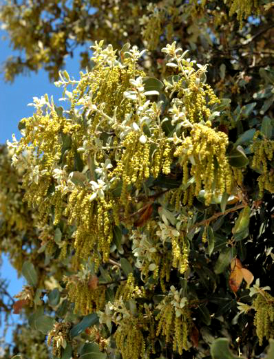 Alzina centenària d'Aspa
