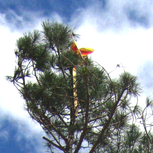 Festa del Pi de Maig a Sant Llorenç Savall