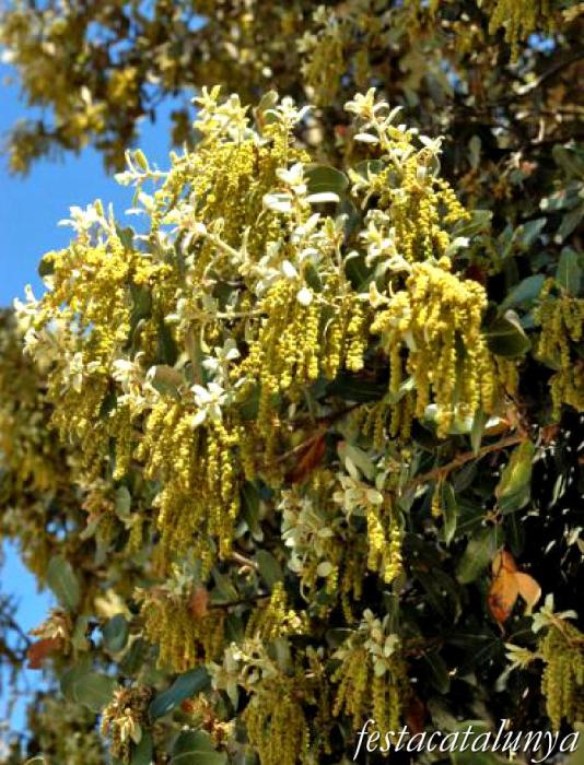 Aspa - Alzina centenària