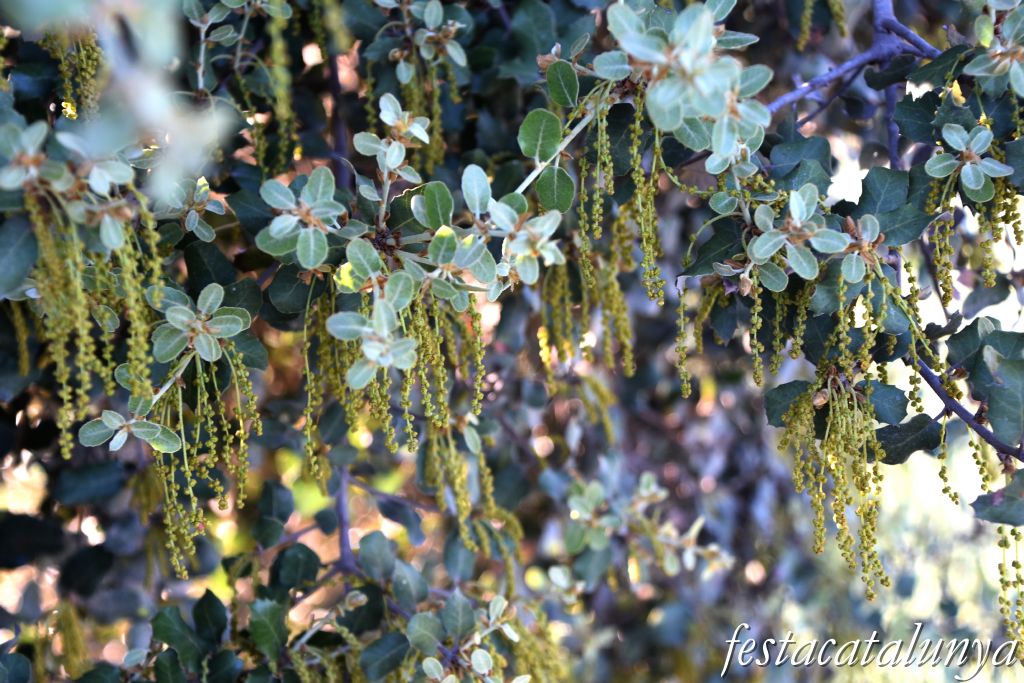 Aspa - Alzina centenària