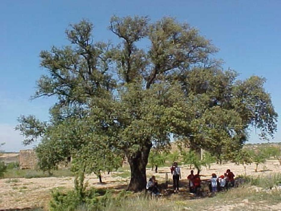 Aspa - Alzina centenària (Foto: Ajuntament d'Aspa)