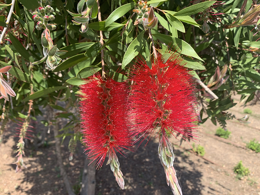 Jardí botànic de Botarell