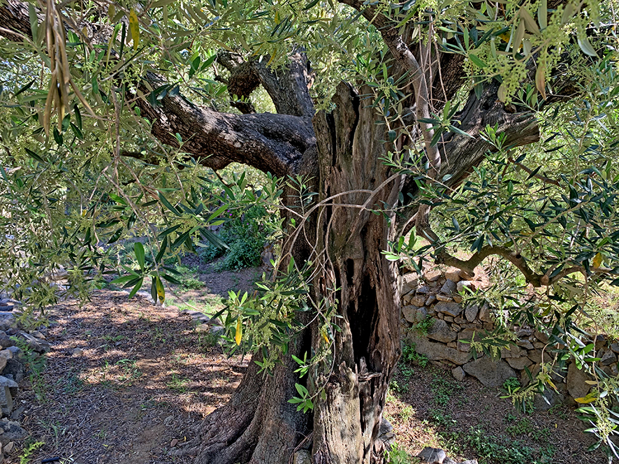 Oliveres centenàries a Riudecanyes ***