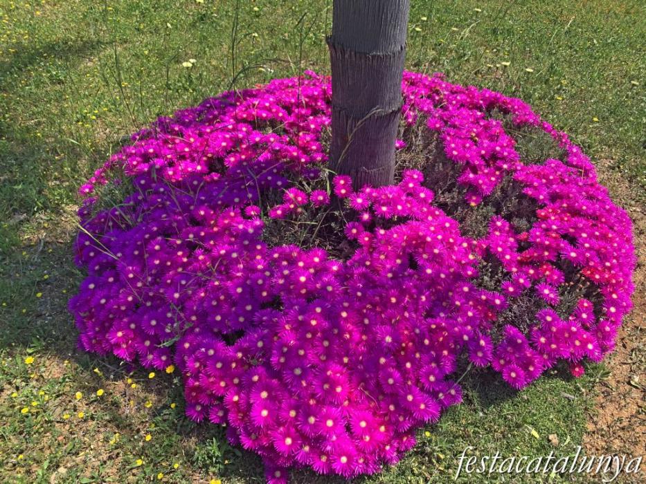 Botarell - Jardí botànic 