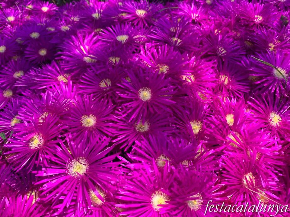 Botarell - Jardí botànic 