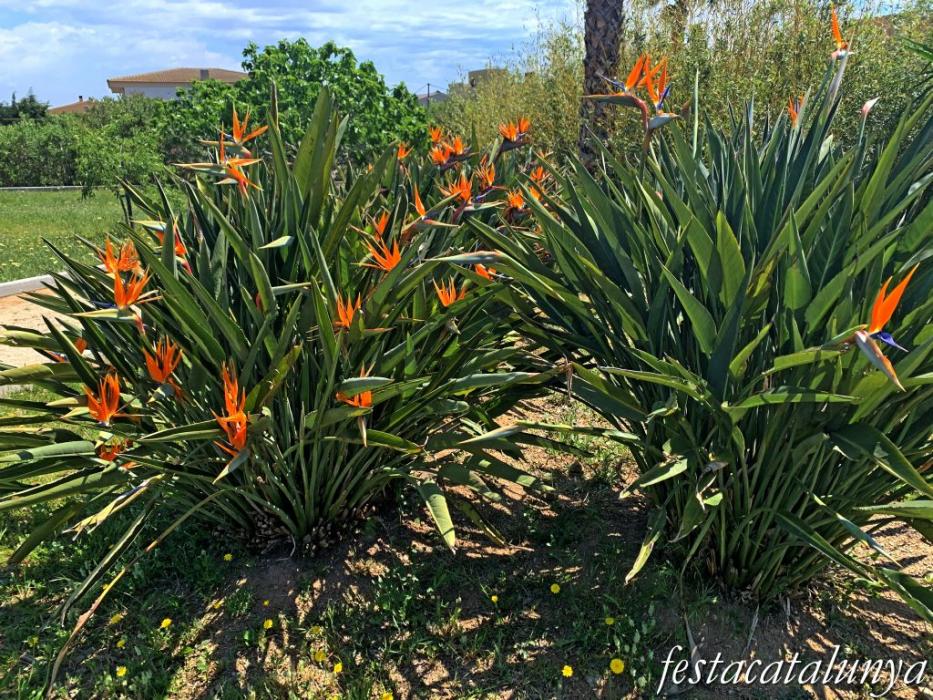 Botarell - Jardí botànic 