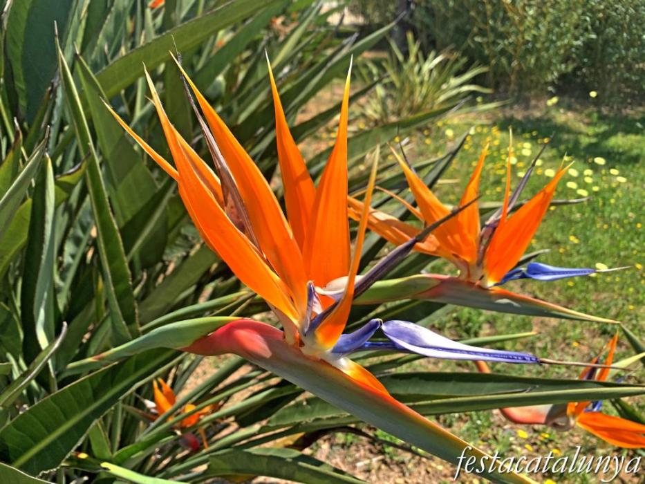 Botarell - Jardí botànic 