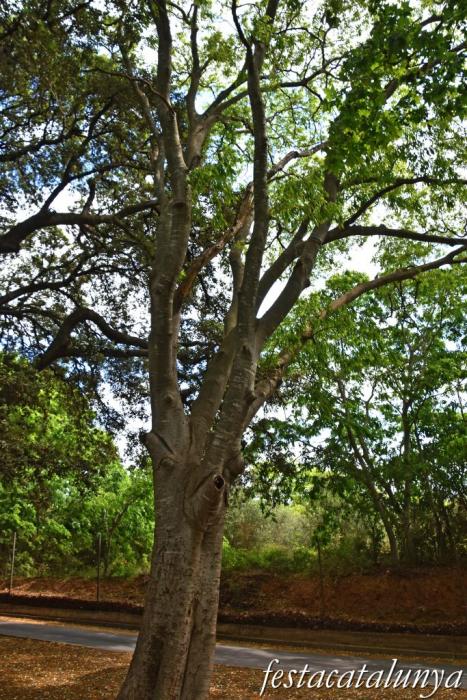 Botarell - La Font Vella 