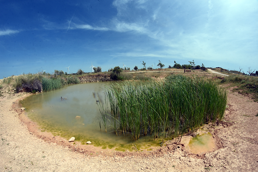 Bassa Novella de la Granadella ***