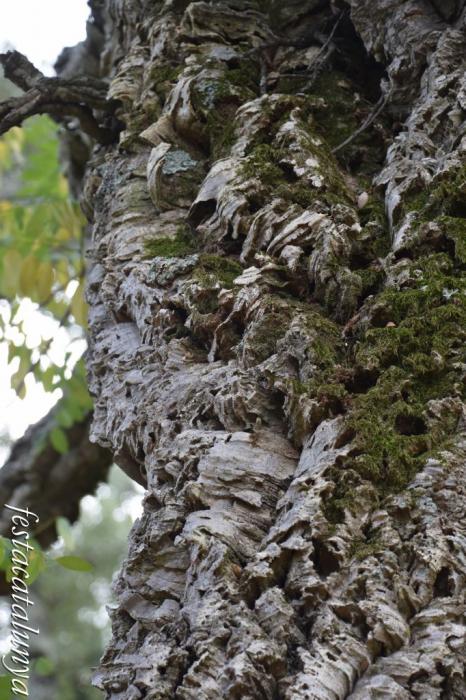 Santa Maria de Palautordera - Parc de l'Arboretum, l'Arbreda del Montseny