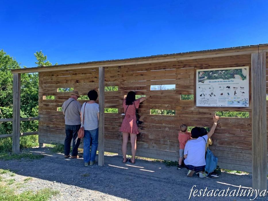 es Masies de Voltregà - Aguait d'ocells ardeids a la vora del Ter 