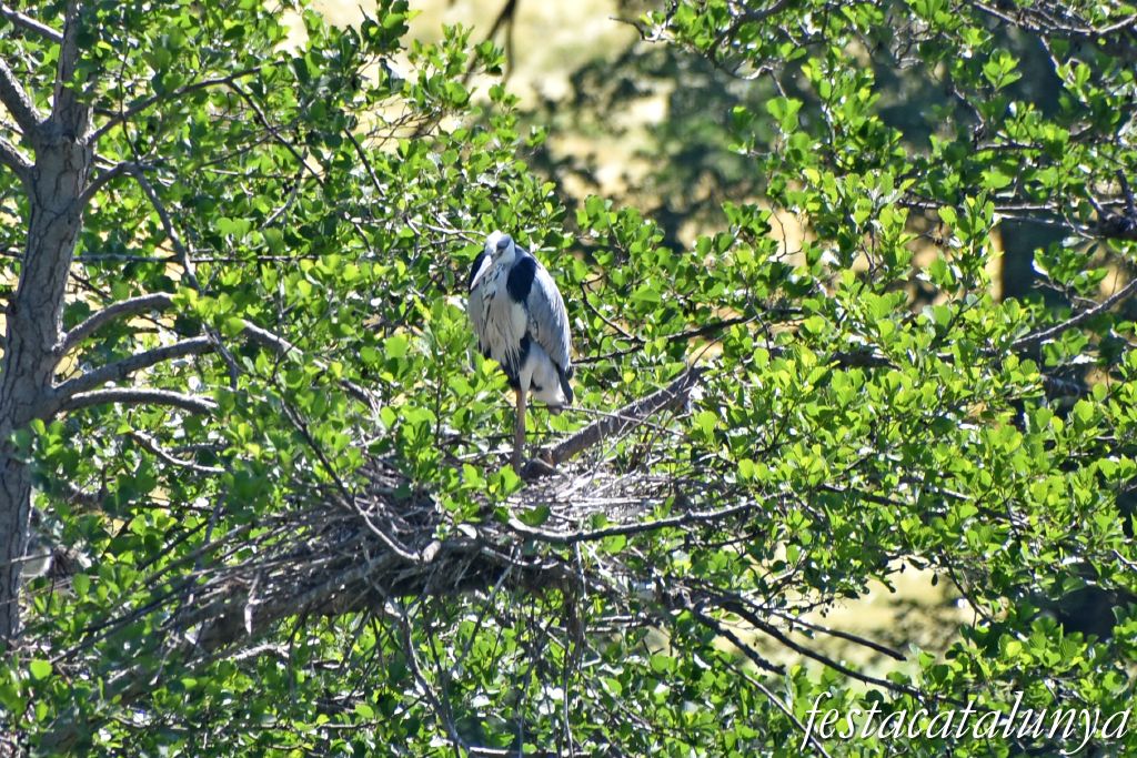 es Masies de Voltregà - Aguait d'ocells ardeids a la vora del Ter 