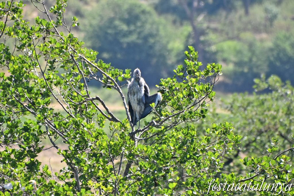 es Masies de Voltregà - Aguait d'ocells ardeids a la vora del Ter
