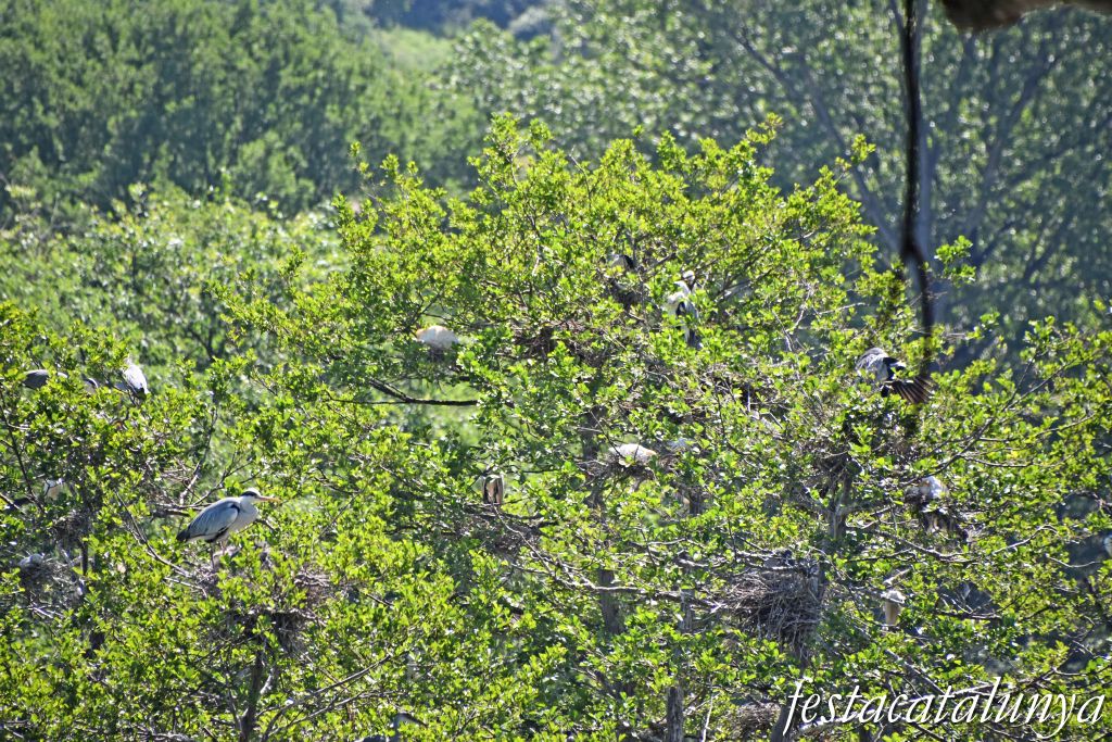 es Masies de Voltregà - Aguait d'ocells ardeids a la vora del Ter 