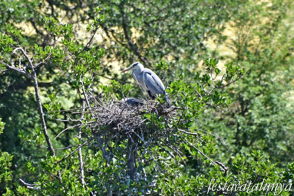 es Masies de Voltregà - Aguait d'ocells ardeids a la vora del Ter 