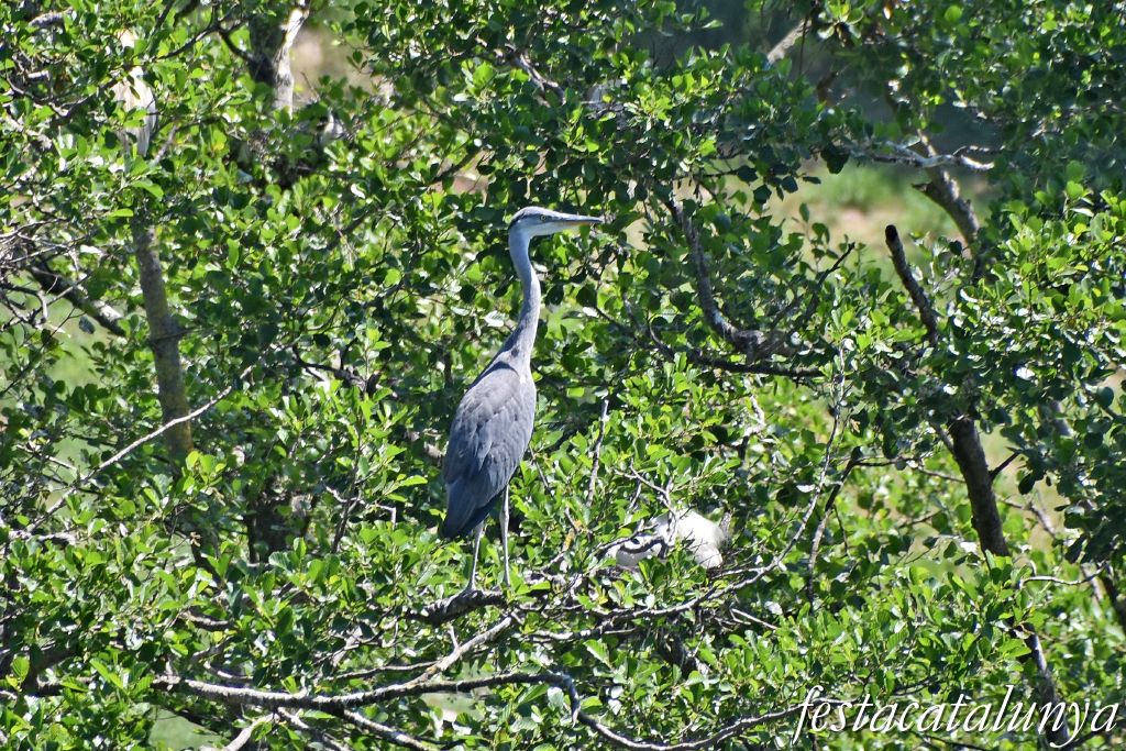 es Masies de Voltregà - Aguait d'ocells ardeids a la vora del Ter 