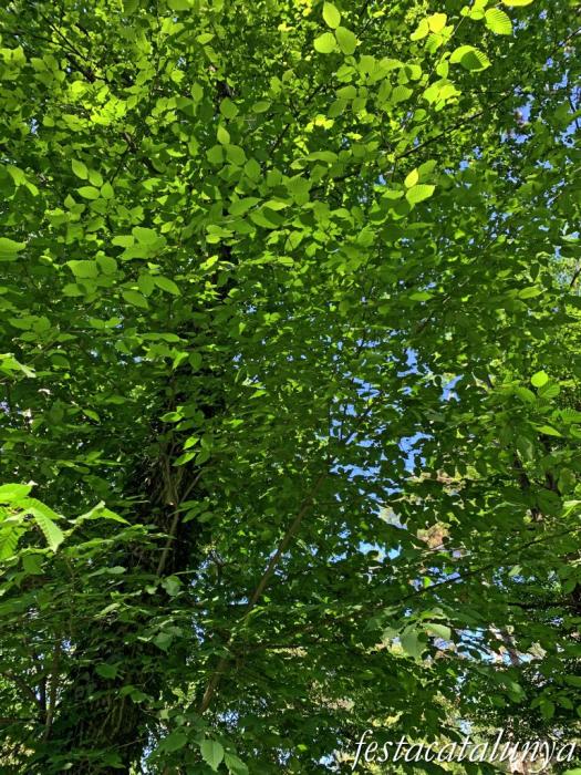 Les Masies de Voltregà - Jardins del Despujol 