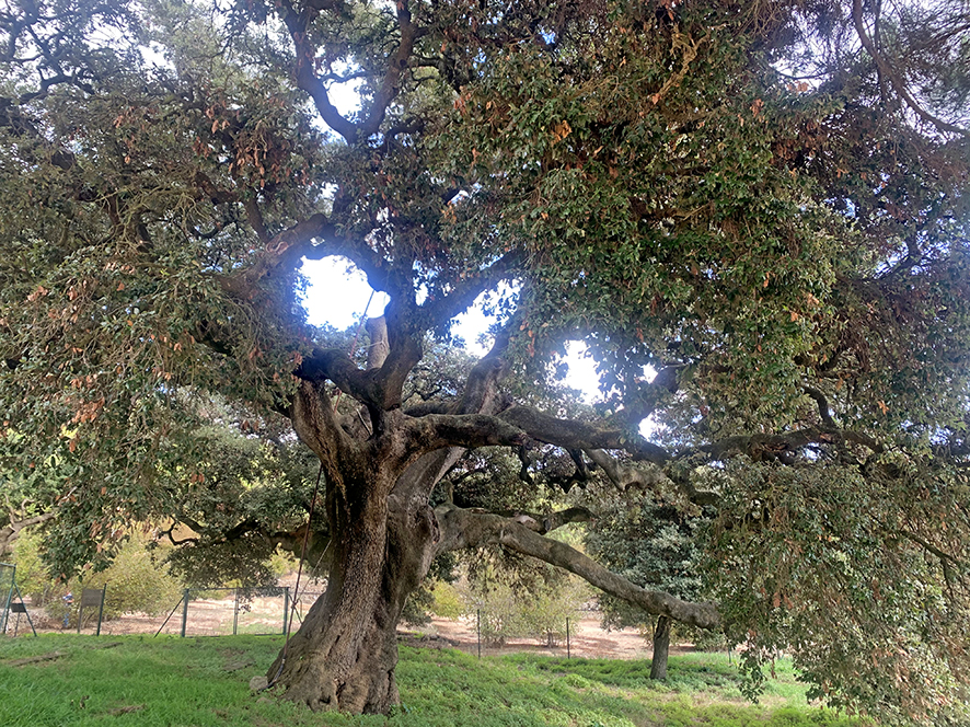 Alzina de mas de Borbó de l'Aleixar