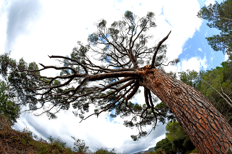 Pi Gros o de les Planes de l'Aleixar