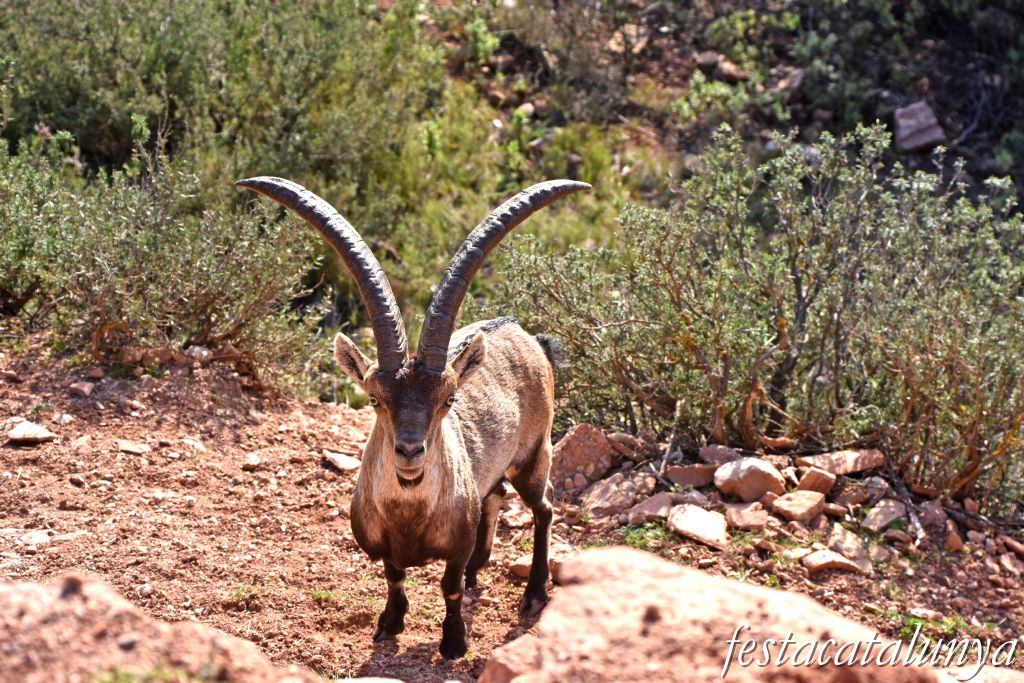 El Bruc - Sant Pau Vell i Castell de la Guàrdia 