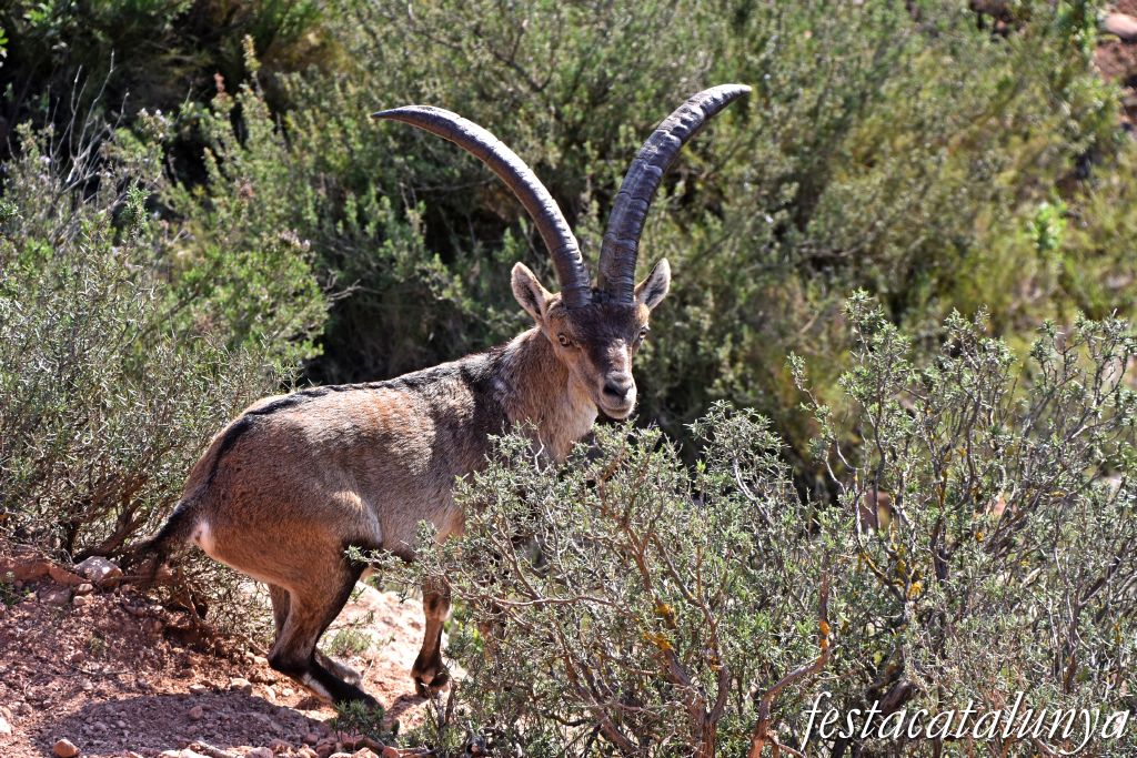 El Bruc - Sant Pau Vell i Castell de la Guàrdia 