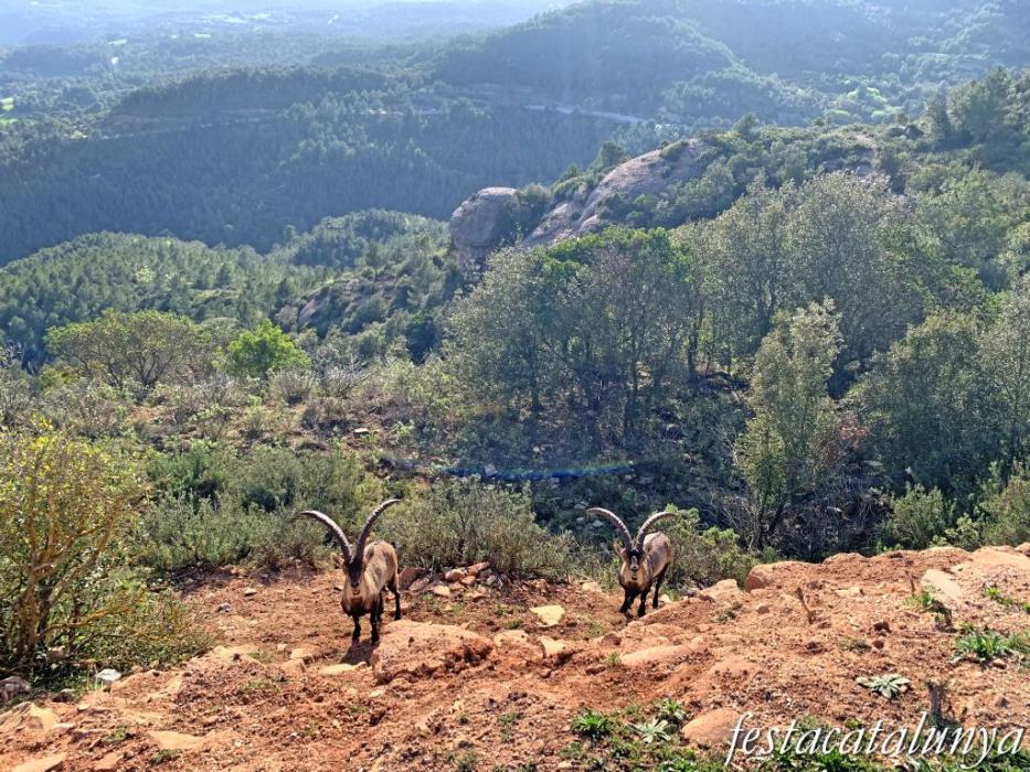 El Bruc - Sant Pau Vell i Castell de la Guàrdia 