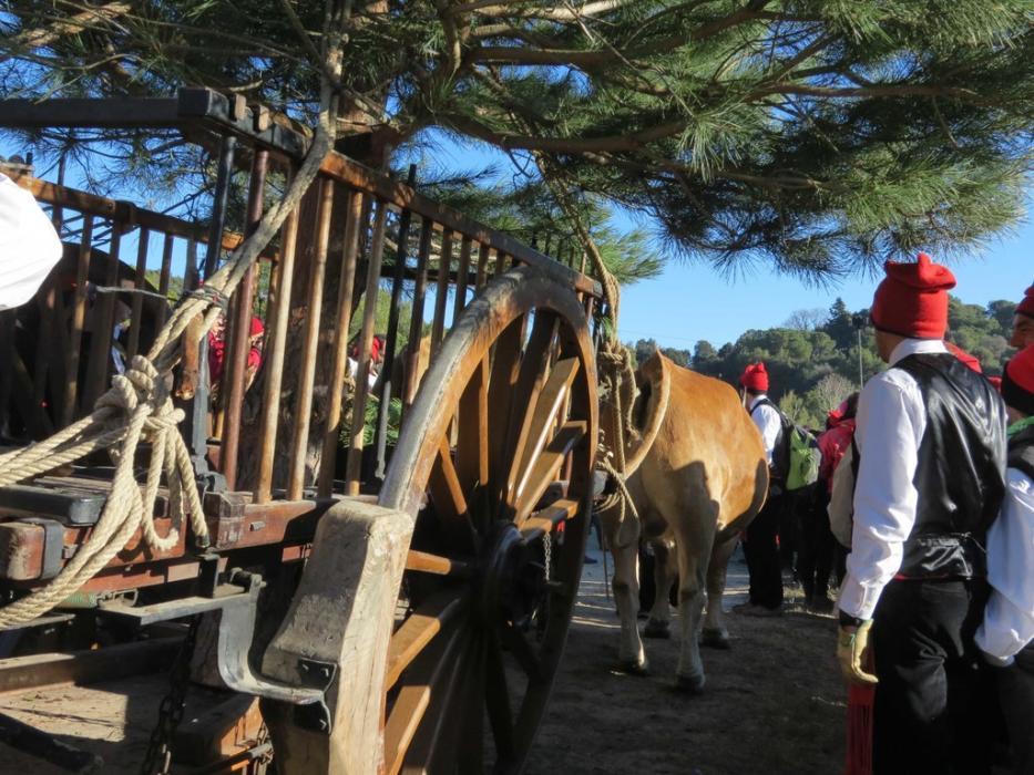 Festa del Pi de Centelles