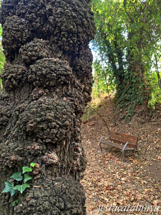 Pacs del Penedès - Salzereda 