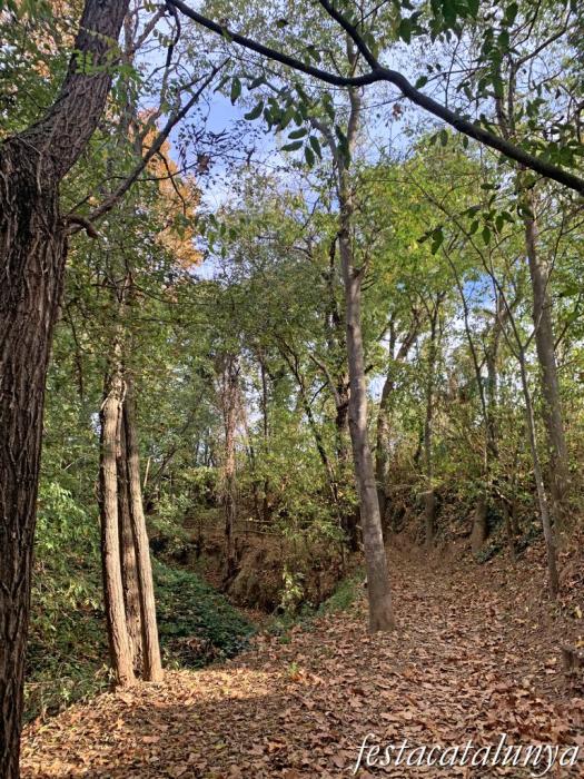 Pacs del Penedès - Salzereda 