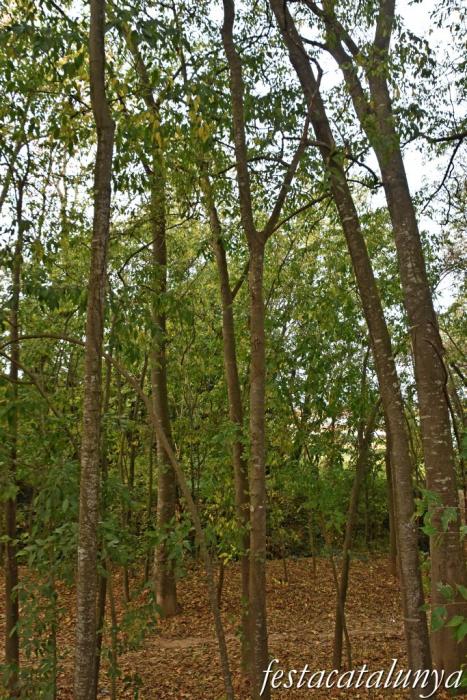 Pacs del Penedès - Salzereda 