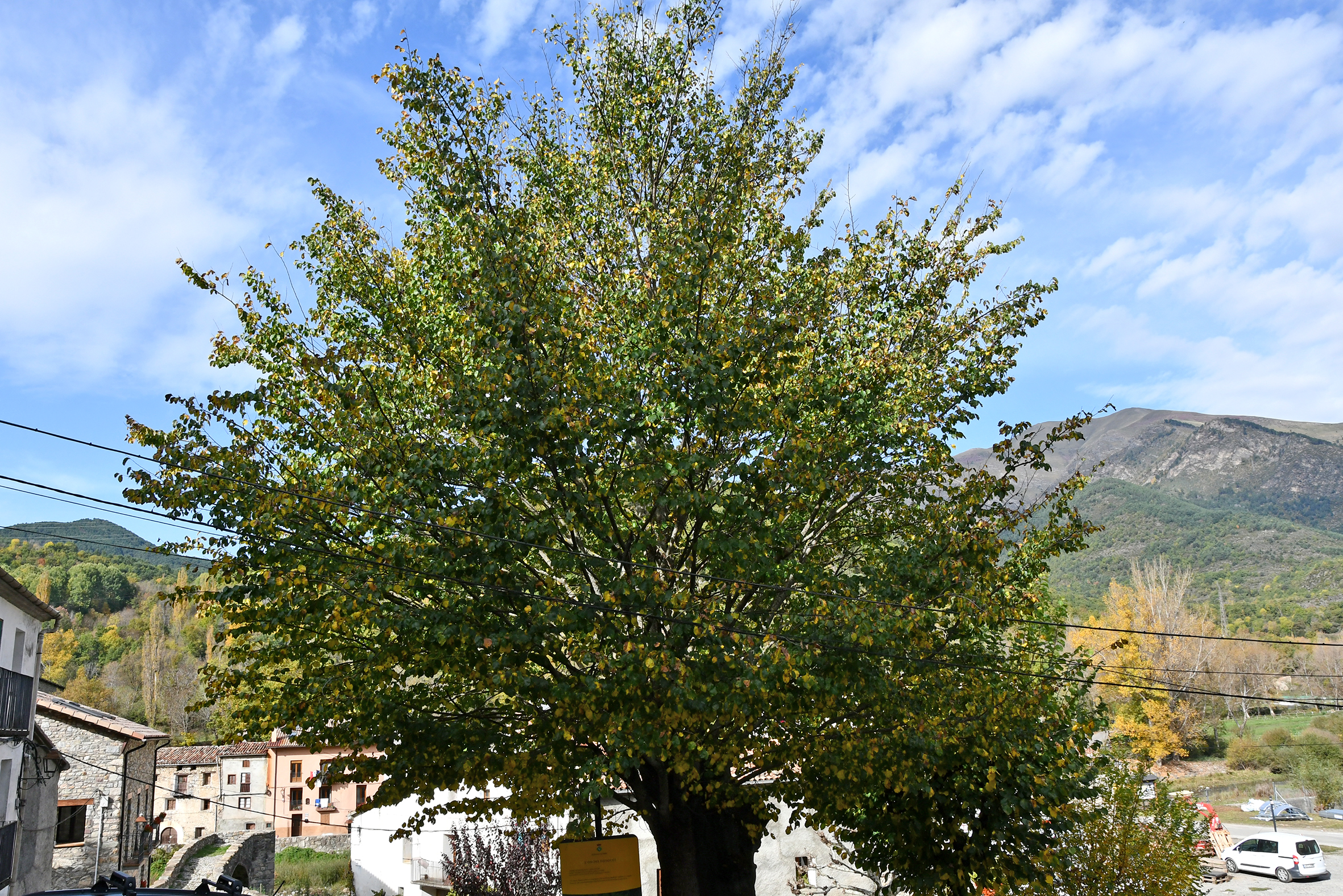 L'Om del Trinquet de Vilaller
