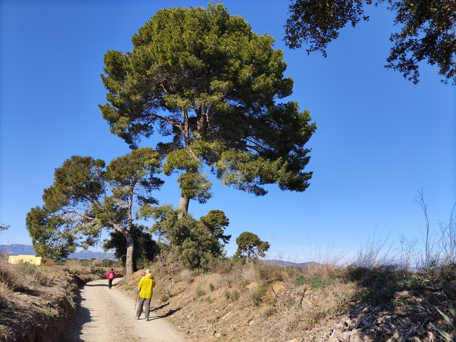 Rutes Saludables a Vinyols i els Arcs