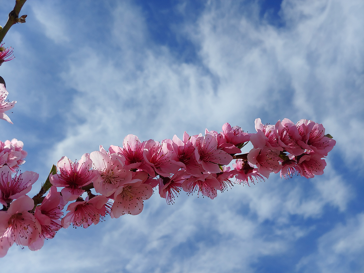 FlorSeròs Experience