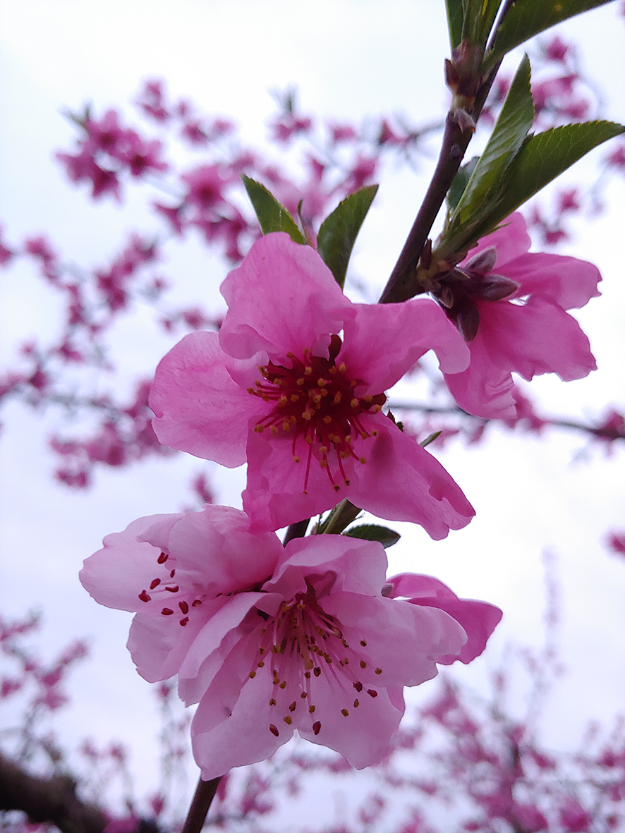 FlorSeròs Experience